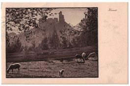 Schafe bei Burgruine, gelaufen 1919 (Mischol)