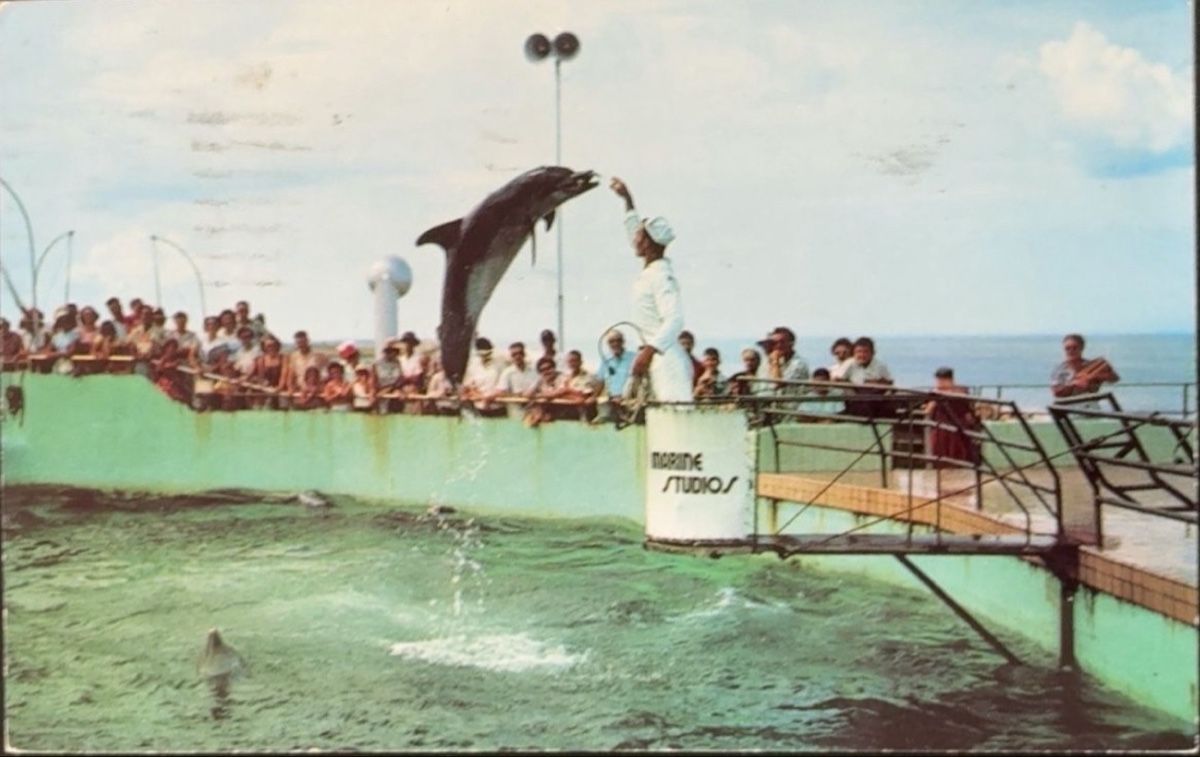 Cartes postales: Postkarte Marine Studios Delfinshow – D'occasion à birsfelden par tim0444