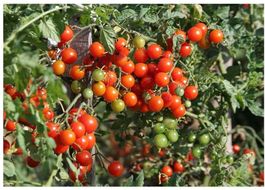 30 Samen Tomate CERISE Kirschtomate Stabtomate Cocktail