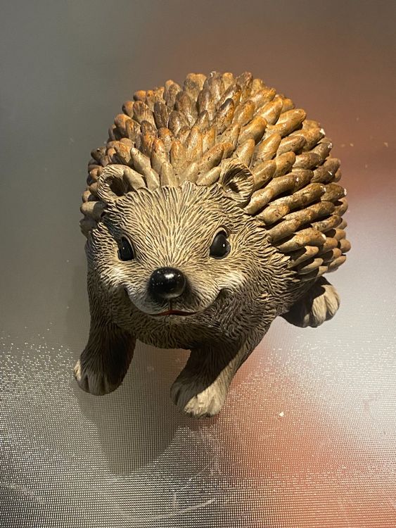 Igel Kaufen auf Ricardo