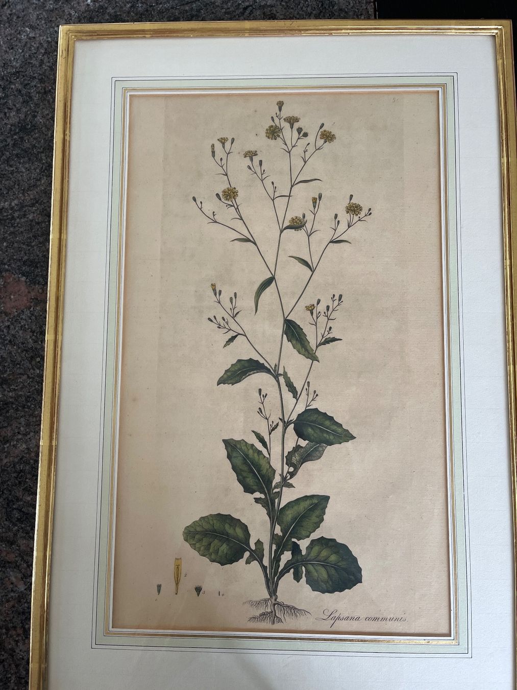 Foto & Immagini: Antike botanische Stiche, 2er Set, gerahmt – Usato da Spiegel b. Bern venduto da Burdicrew