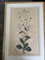 Antike botanische Stiche, 2er Set, gerahmt