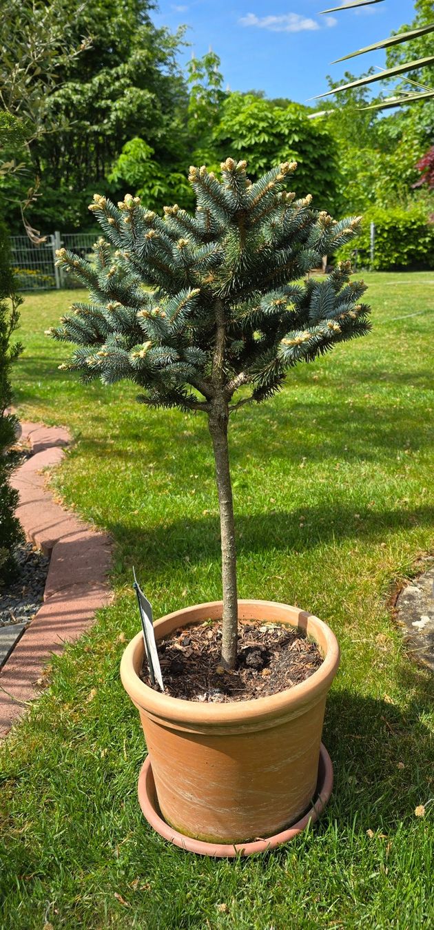 Piante & sementi: Picea pungens 'Glauca Globosa Stämmchen – Nuovo (secondo la descrizione) da Aarburg venduto da popkorn65 1