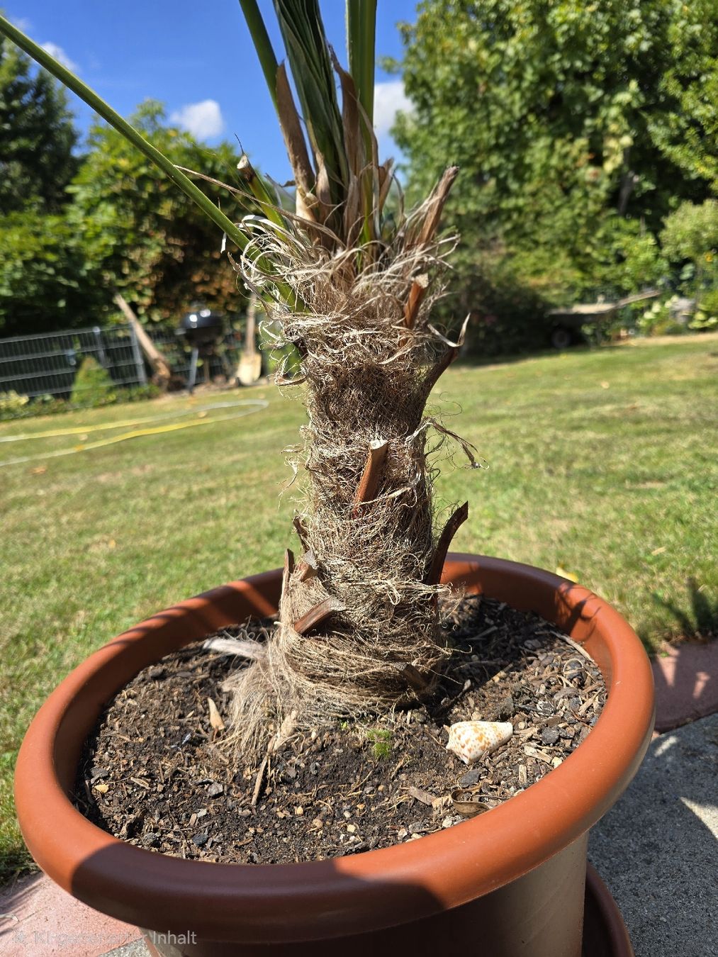 Pflanzen & Samen: Wagnerianus Palme – Gebraucht aus Aarburg von popkorn65 3