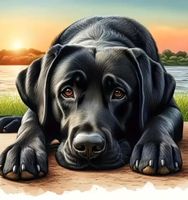 Diamond Painting: Labrador 30x30cm