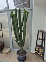 Euphorbia Kaktus Wolfsmilch 250cm