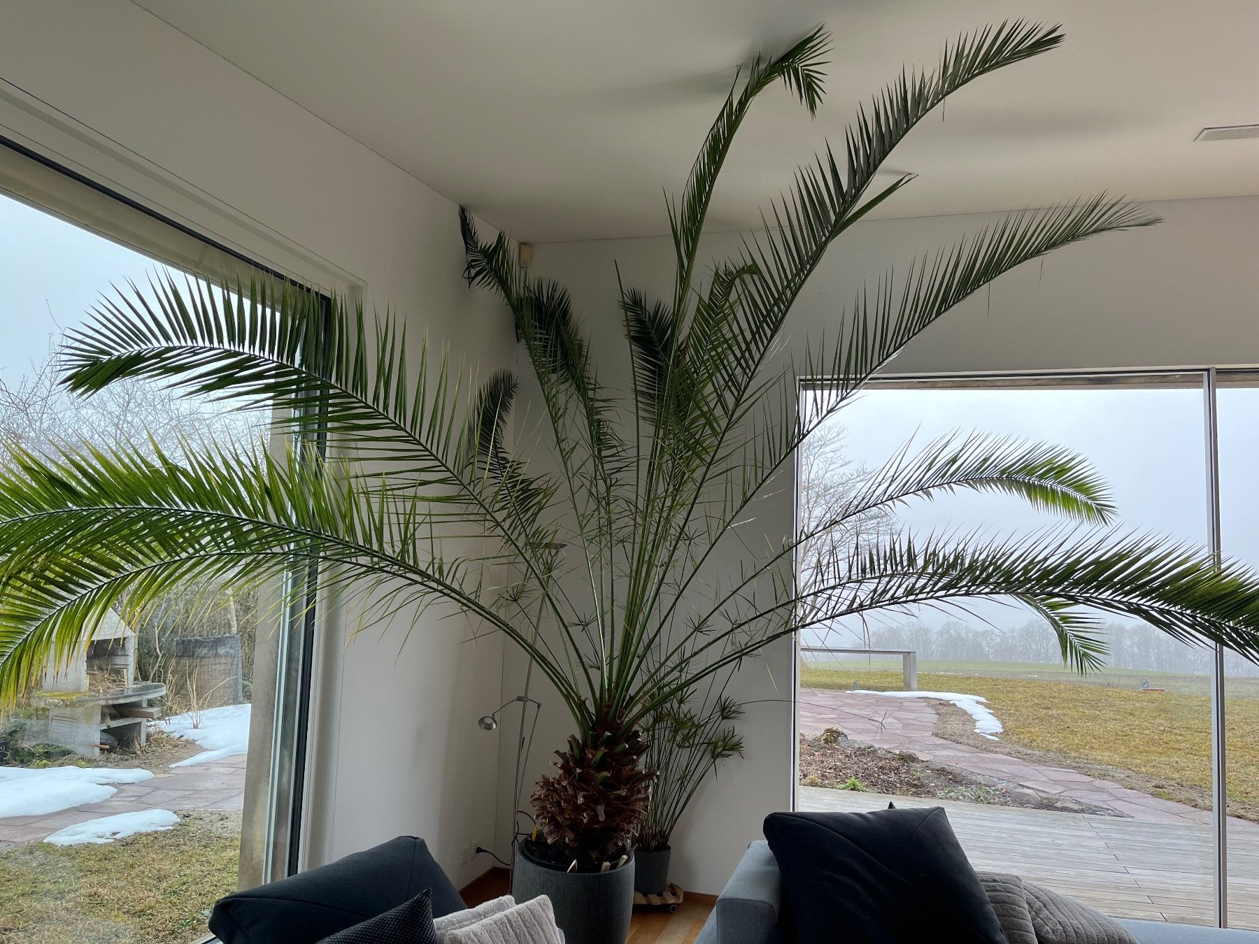 Piante & sementi: Kanarische Dattelpalme – Usato da Aeugst am Albis venduto da Samothy