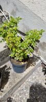 Gesunde Rose im Topf, Sommerangebot, für Garten oder Balkon