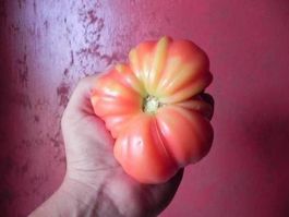 TOMATE COEUR DE BOEUF 3 variétés rare