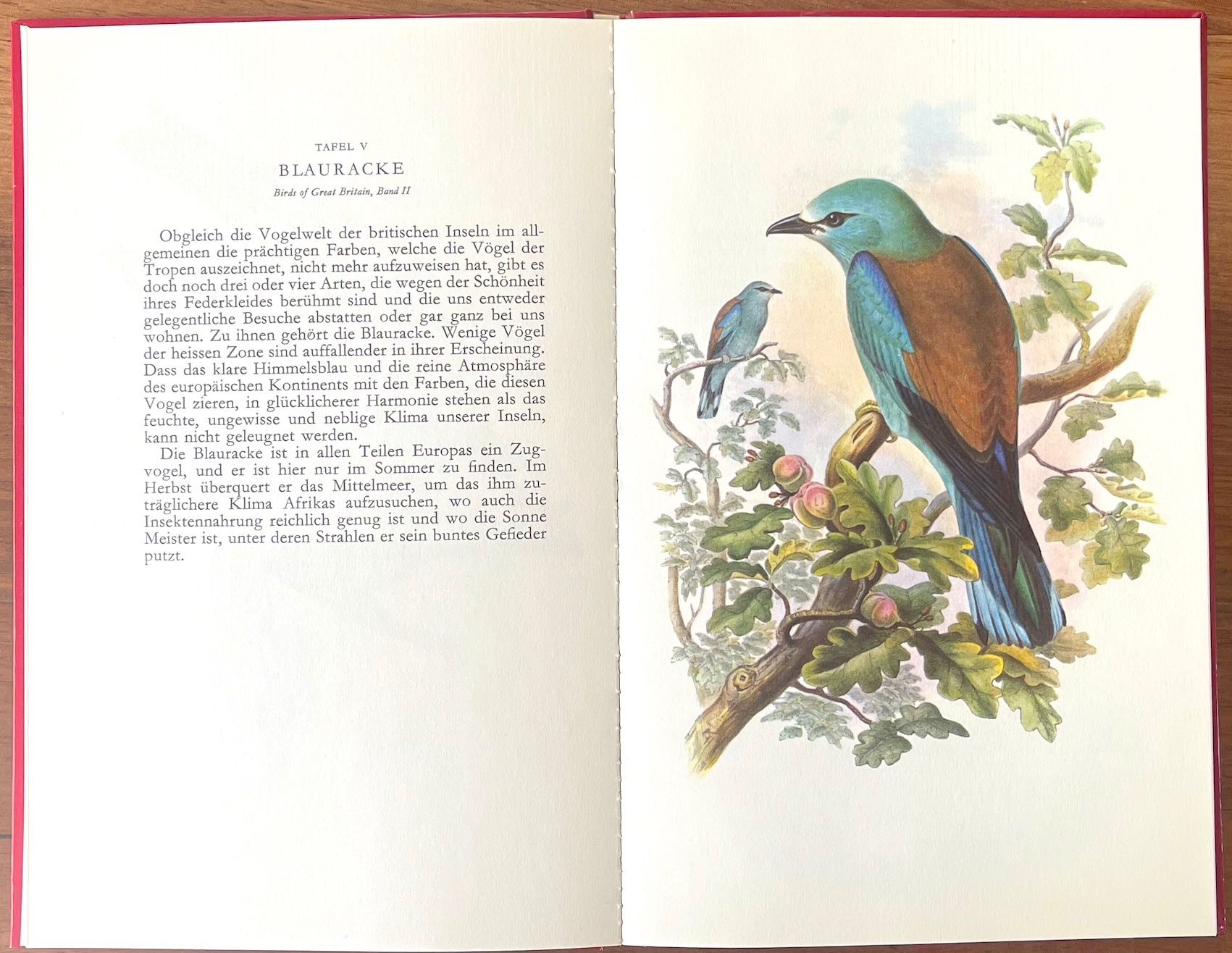 Libri: Farbenfrohe Vogelwelt - Hallwag – Usato da Burgdorf venduto da Bsb7 3