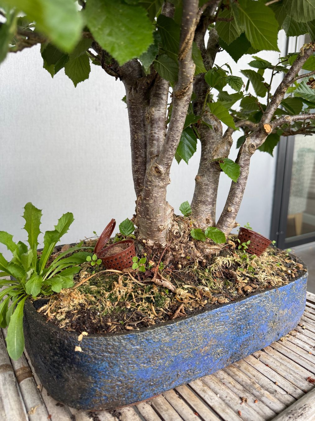 Piante & sementi: Haselnuss Bonsai – Usato da Ennetbaden venduto da miboo 3