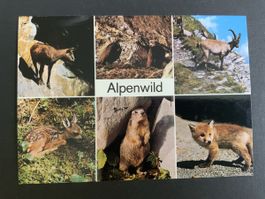 Alpenwild Postkarte: Gemse, Steinadler, Steinbock, Rehkitz,