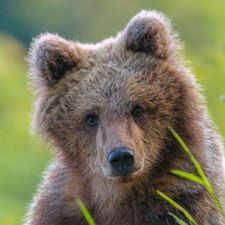 Profile image of Winti_Baer