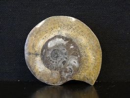 Versteinerter Fisch Fossil GONIATIT MAROKKO