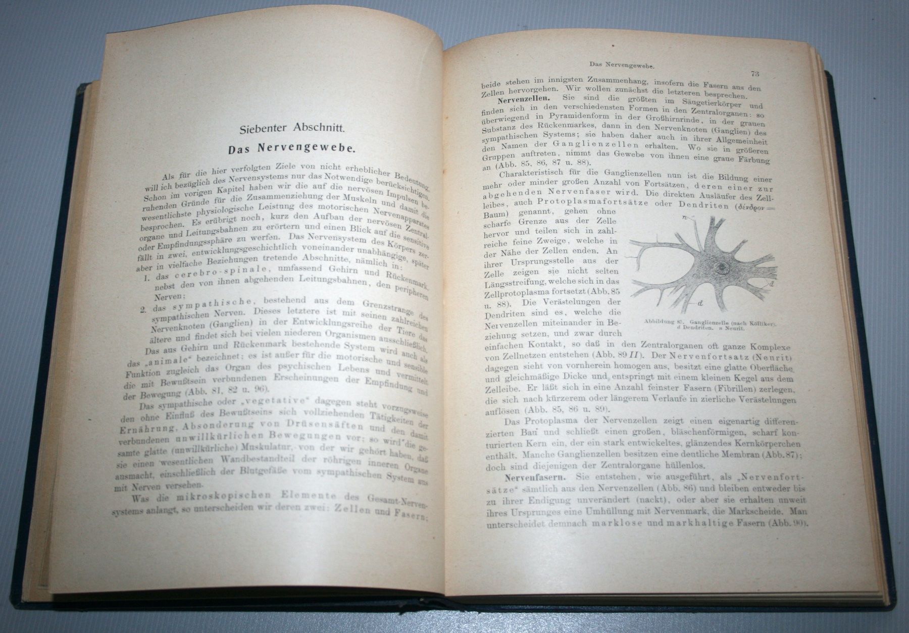 Libri: Disselhorst: Anatomie & Physiologie der Haussäugetiere, 1921 – Usato da Schaffhausen venduto da Kartenprofi 4