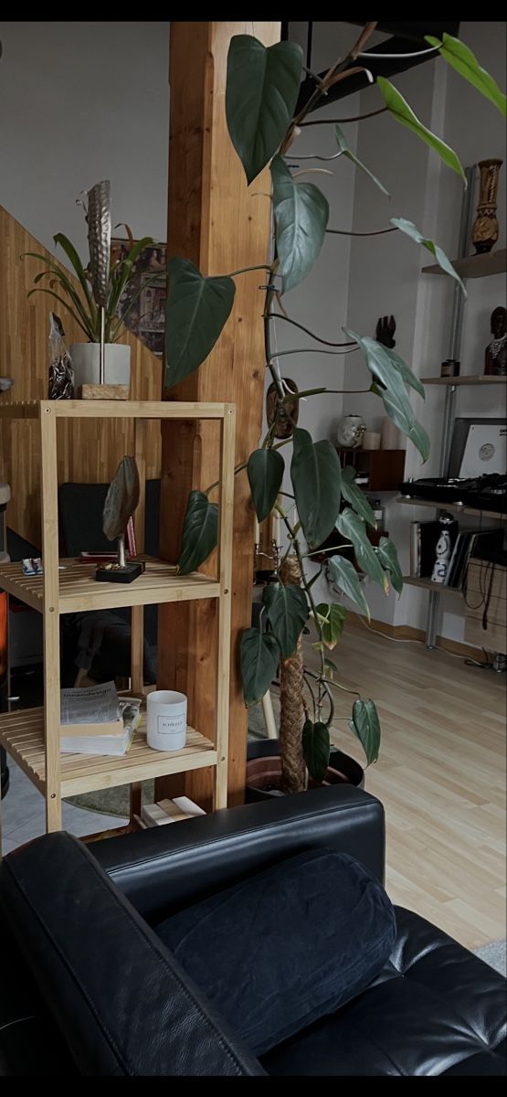 Pflanzen & Samen: Philodendron Pflanze, 2m hoch – Gebraucht aus St. Gallen von ZOKo
