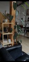 Philodendron Pflanze, 2m hoch