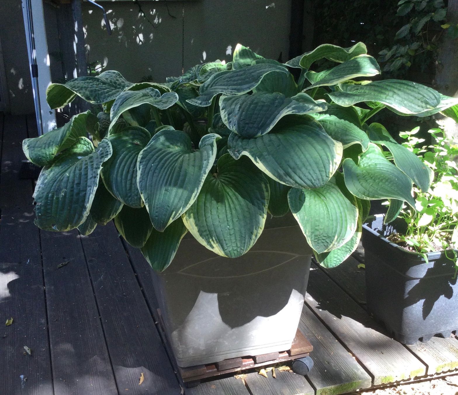 Piante & sementi: Hosta – Usato da Riehen venduto da mahei02