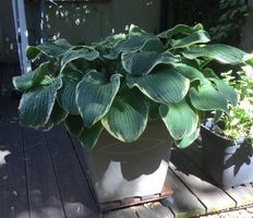 Hosta