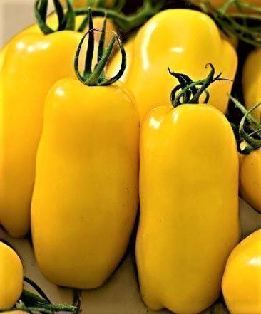Piante & sementi: 50 Samen BANANA LEGS Tomate – Nuovo (secondo la descrizione) da Ehrendingen venduto da VerveinaSamen 1
