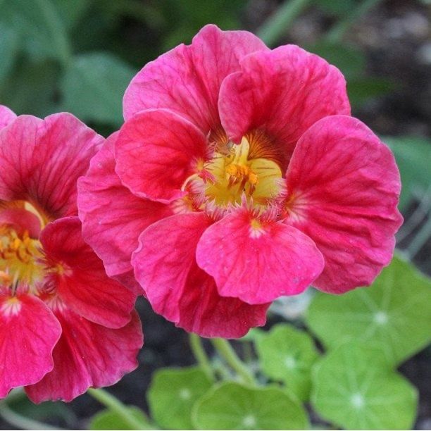 20 Samen Kapuzinerkresse CHERRY ROSE Kaufen auf Ricardo