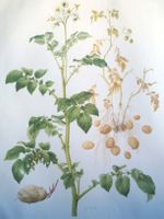 Schulwandbild Nr. 213: "Kartoffel" von Marta Seitz (1987)