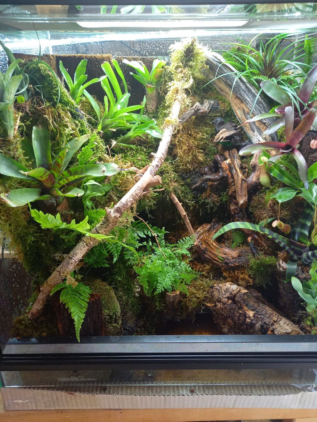 Terrario: Terrarium 60x50x60 Regenwald - NEU – Nuovo (secondo la descrizione) da Kleinlützel venduto da aller-l-ei 2