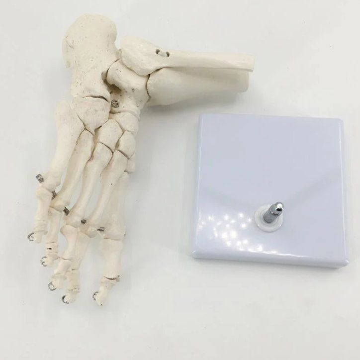 Kit di modellismo & Modellini statici: Fuss-Skelettmodell in Lebensgröße - Anatomisches Modell – Nuovo e nell'imballaggio originale da Geneve venduto da Titi2008 5