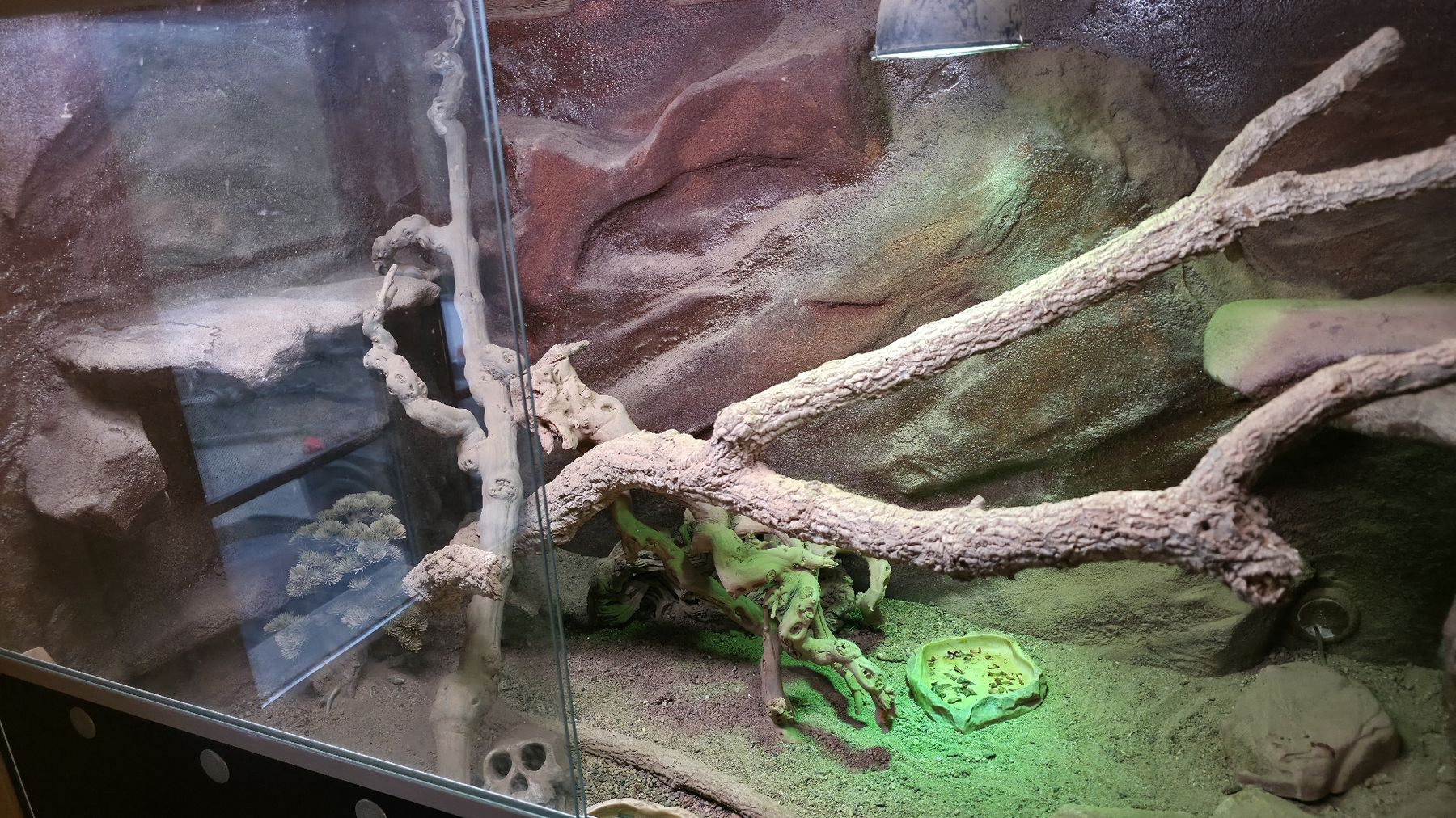Terrariums: Terrarium – D'occasion à Walkringen par mar_gm5h 2