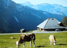 DIEMTIGTAL Alp Nüegg mit Stockhorn - Kühe - Auto