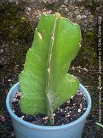 Hylocereus Undatus - Pitahaya - Dragonfruit für Dich