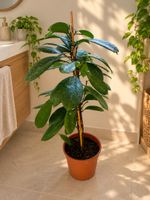 🌿 Schöne Zimmerpflanze – ca. 110 cm 🤩