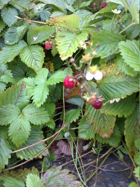 Walderdbeeren 50 Stk. 5 GRUND ZU KAUFEN Kaufen auf Ricardo