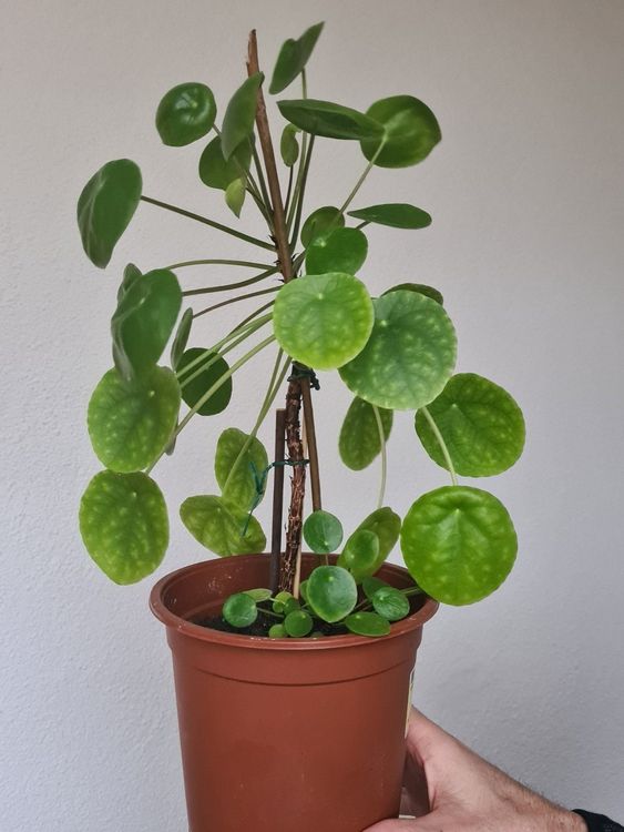 Pilea (Chinesischer Geldbaum) Kaufen auf Ricardo