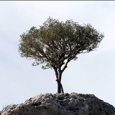 Profile image of Wildolivetree