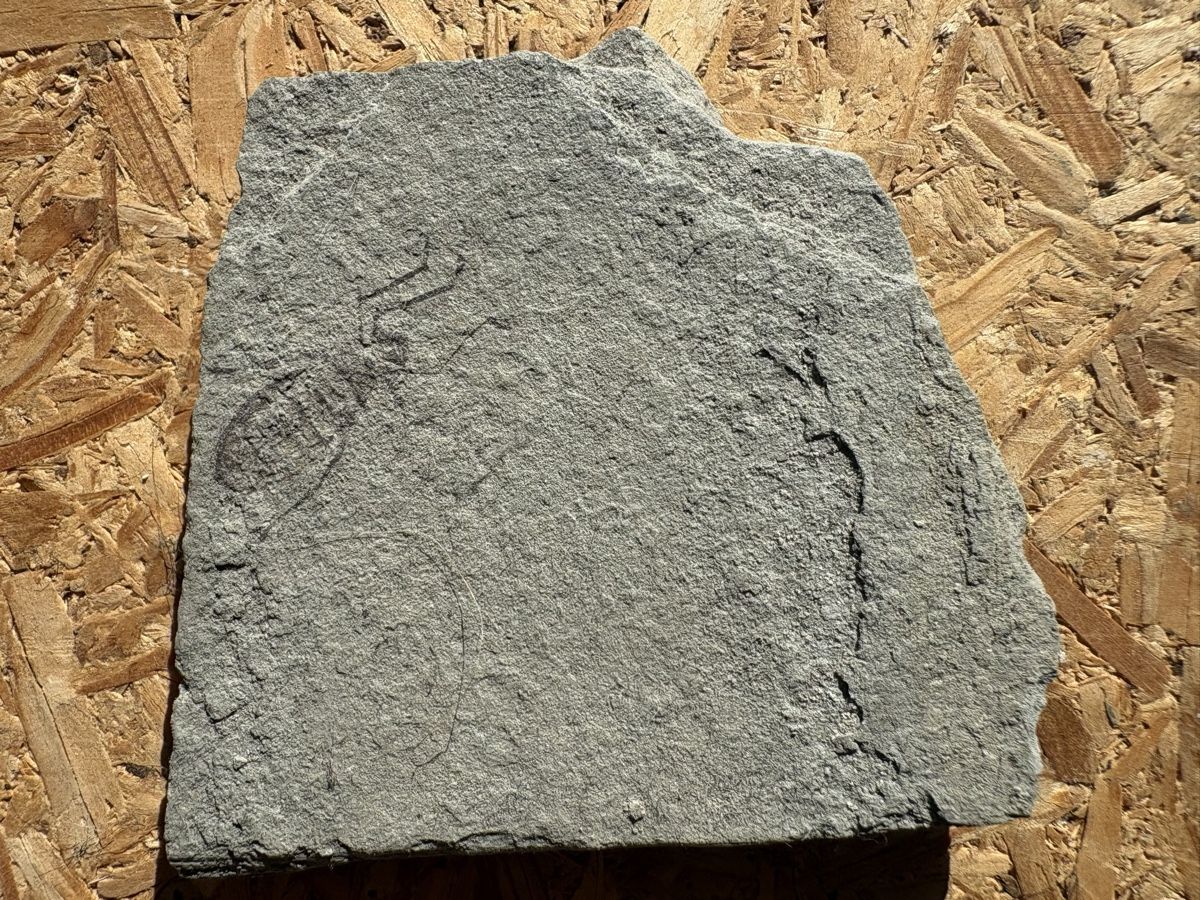 Fossili: Fossile Pflanzen – Usato da Biel/Bienne venduto da nimmes 4