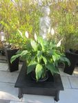Blumentopf 🤩 Hochbeet Feuerstelle aus Metall ohne Pflanzen