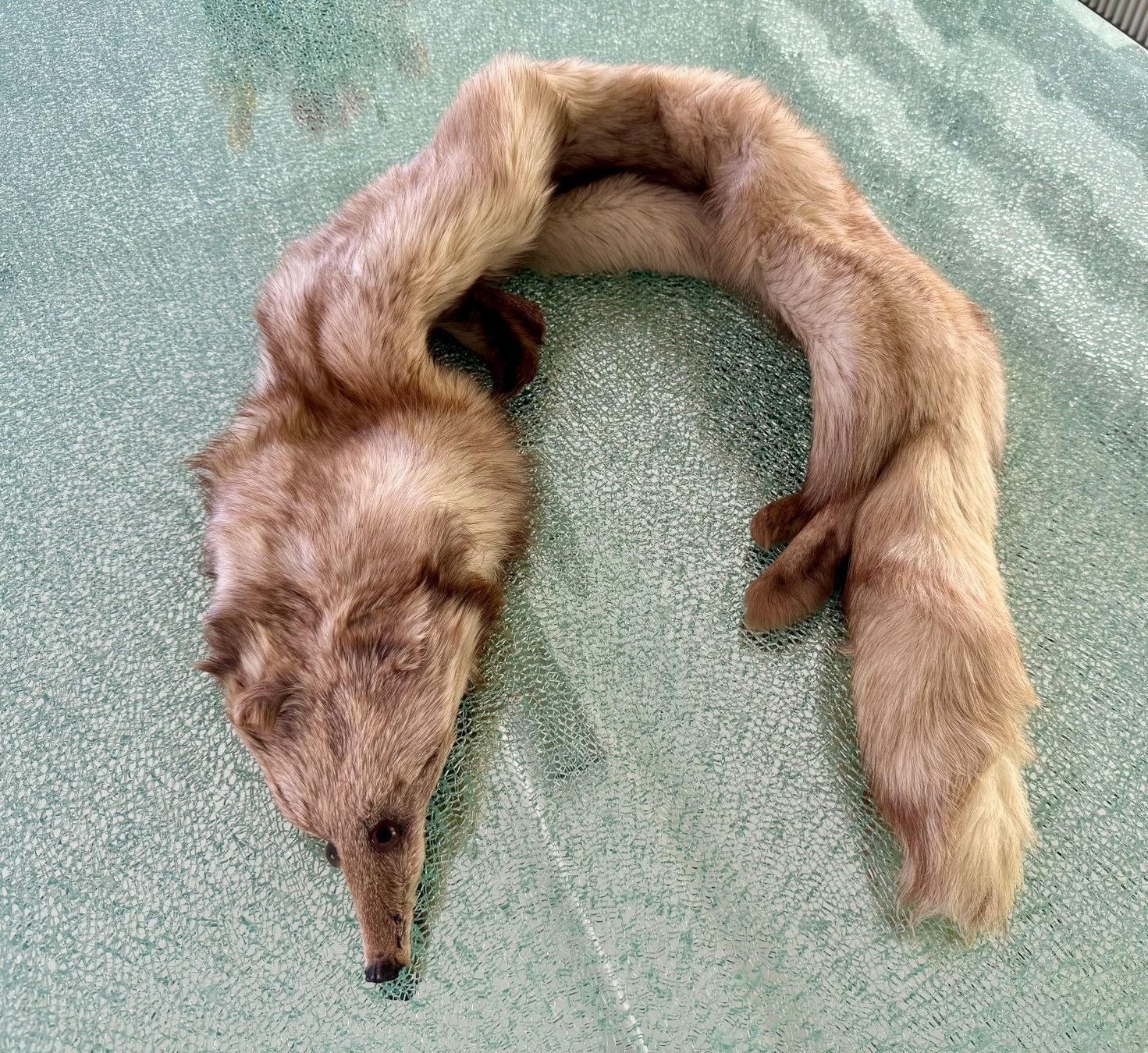 Foulard & Sciarpe: Luxuriöse Silberfuchs Stola – Usato da Muttenz venduto da wyhaegli