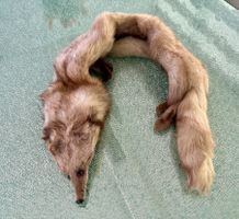 Luxuriöse Silberfuchs Stola