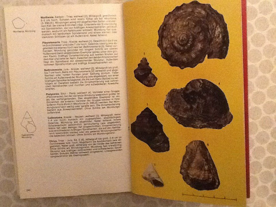 Fossili: Minerale, Gesteine, Fossilien  Woolley, BIshop, Hamilton – Usato da Olten venduto da smiples 1