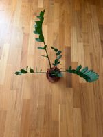 Zamioculcas ( Glücksfeder) im Topf!
