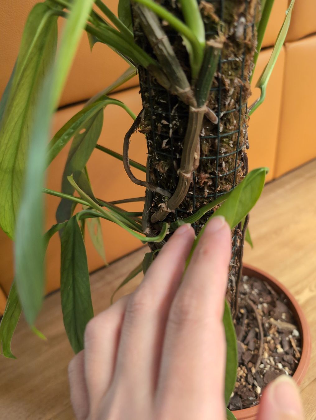 Piante & sementi: Epipremnum pinnatum 'Cebu Blue' am Moosstab – Usato da Bern venduto da JennisJungle 2