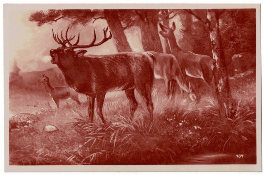 Cartoline postali: Jagdmotiv: Röhrender Hirschbulle im Wald – Usato da Frauenfeld venduto da POML