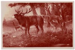 Jagdmotiv: Röhrender Hirschbulle im Wald