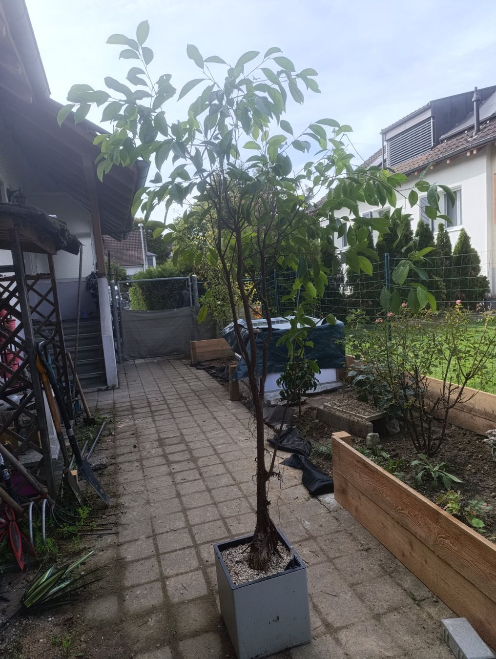 Piante & sementi: Ficusbaum im Topf – Usato da Pfyn venduto da sar_w75h
