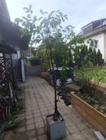 Ficusbaum im Topf