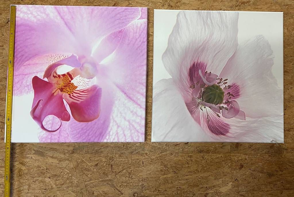 Foto & Immagini: 2 Blumenbilder – Usato da Wallisellen venduto da Masitaca