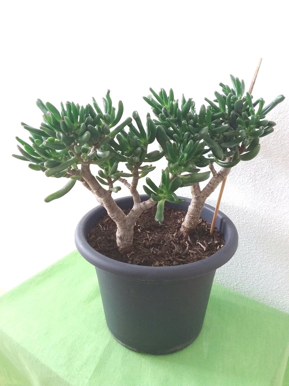 Piante & sementi: CRASSULA OVATA Gollum – Usato da Immensee venduto da Btrutmann