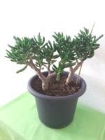 CRASSULA OVATA Gollum
