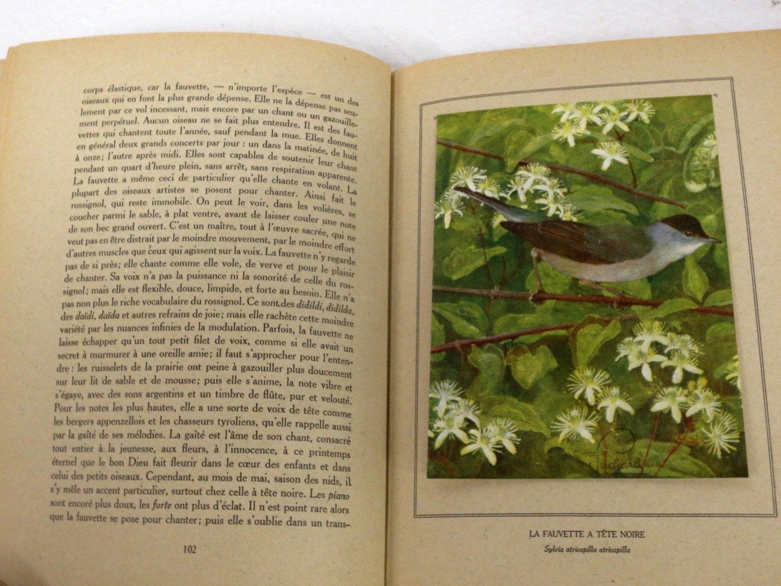 Libri: Nos oiseaux Eugène Rambert Paul Robert Livre illustré – Usato da Noville venduto da ceram 5